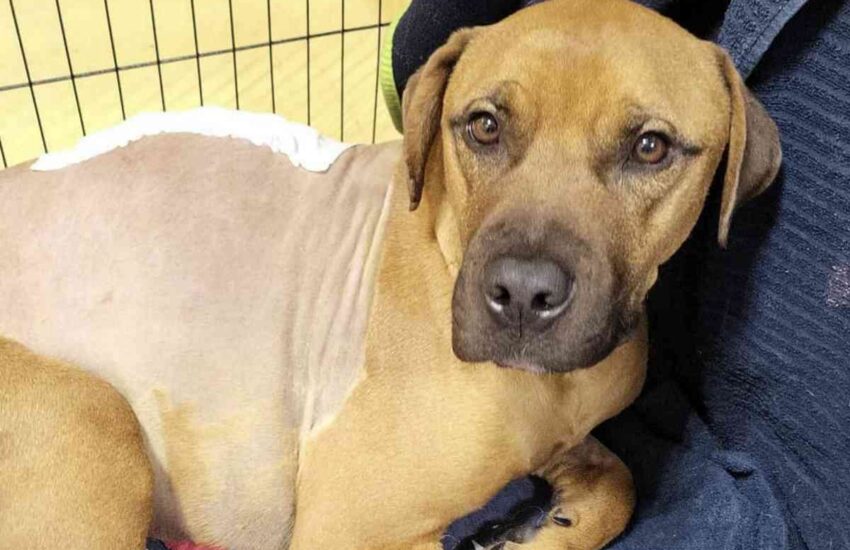 Dopo essere precipitato da una finestra e rimasto paralizzato, un cane di soli due anni è stato rifiutato dalla sua famiglia. Ora cerca un nuovo inizio.