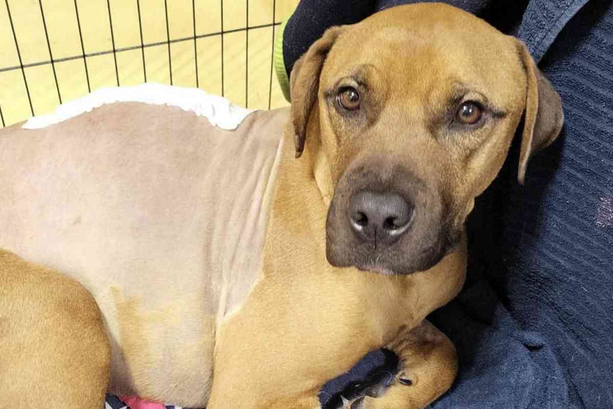 Dopo essere precipitato da una finestra e rimasto paralizzato, un cane di soli due anni è stato rifiutato dalla sua famiglia. Ora cerca un nuovo inizio.