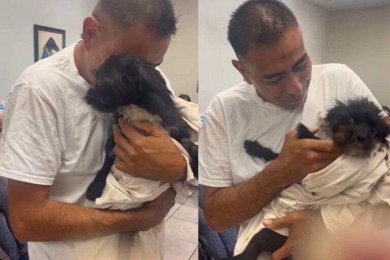Dopo giorni di ricerche e paura, il commovente ritrovamento. Grazie a cure e tanto amore, la cagnolina ha ricominciato a muovere le zampe.