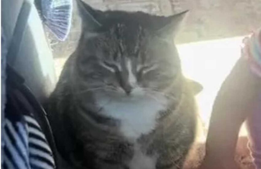 Ritenuta inadottabile dopo la perdita dei suoi cuccioli, Callie ha ritrovato la dolcezza grazie all’amore di una famiglia e al legame con un neonato.