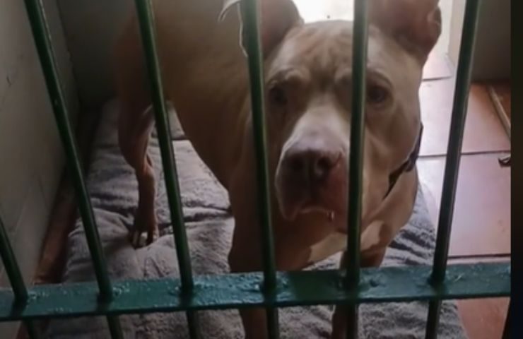 Il dolce pitbull ha conosciuto due abbandoni e nessuna colpa. Dopo sei anni e tante delusioni, attende ancora una vera famiglia.
