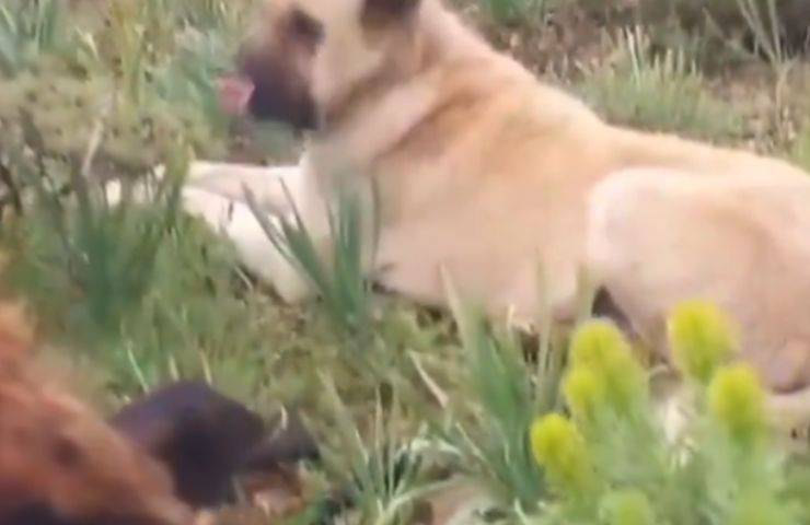 King, il cane sparisce nel nulla per due giorni, ma lo trovano accanto a una nuova vita