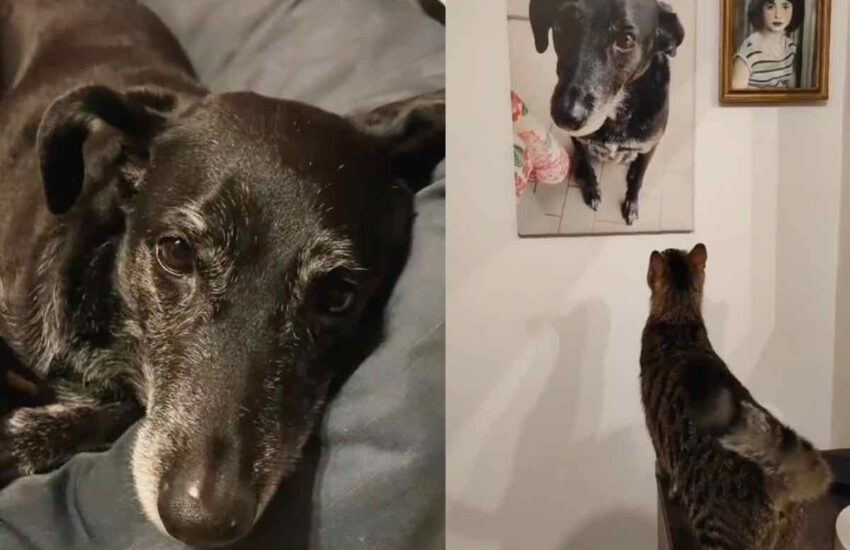 Quando la cagnolina Cleo è scomparsa ha lasciato un vuoto incolmabile nella vita di Groot. Groot è un gatto striato profondamente affettuoso, che trascorreva da anni le sue giornate in casa al fianco di Cleo. In una coppia di toccanti filmati condivisi da @asyacutrino su TikTok si evince la complicità tra Cleo e Groot prima della dipartita della cagnolina. Cleo aveva 11 ani quando è salita sul ponte arcobaleno e ora Groot ama ricordarla ogni giorno in questo modo. Groot è cresciuto in sua presenza: dopo la sua dipartita fa un gesto commovente per ricordarla Grazie alla pubblicazione di un primo filmato della coppia apparso sul profilo di @asyacutrino nei mesi scorsi si assiste a uno dei frequenti gesti di tenerezza di Groot nei confronti dell’anziana cagnolina Cloe. Gatto si avvicina alla fotografia della cagnolina Cloe dopo la dipartita La mancanza di Groot (TikTok asyacutrino – Amoreaquattrozampe.it) Groot accarezza la testa di Cloe come per rassicurarla. Per farle sentire la sua presenza. Nel frattempo Cloe, il cui manto è imbiancato, sembra essere sempre più stanca. Se vuoi saperne di più, leggi il nostro approfondimento sul tema>>> Dall’addio alla sorellina rivive sempre quella scena Il secondo filmato apparso su TikTok mostra, invece, Groot mentre contempla la fotografia di Cloe appesa sulla parete del soggiorno della sua abitazione. Cloe passerebbe di lì ogni giorno per parlare con lei, come se volesse – più che rivolgere un ultimo saluto – averla ancora lì al suo fianco. Groot sente la mancanza di Cloe e si avvicina al suo ritratto La struggente scena che mostra il gatto Groot salire sul tavolo del soggiorno, avvicinarsi al ritratto della cagnolina salita sul ponte arcobaleno e fare nuovamente le carezze sul volto raffigurato nel ritratto ha toccato il cuore di migliaia di utenti su TikTok che hanno espresso la loro solidarietà nei confronti del sofferente micio. Zampa del gatto striato sulla testa della cagnolina dal pelo nero Le carezze di Groot (TikTok asyacutrino – Amoreaquattrozampe.it) Le reazioni alla clip ricordano, per alcuni versi, la commozione che ha caratterizzato il primo incontro di una famiglia in lutto con Maju, un tenero cucciolo di bassotto. “Manca tanto anche a me“, si legge infine in didascalia alla pubblicazione. Nel mentre: dal suono originale della clip si evince come Cloe provi a interagire con la cagnolina come se volesse riportarla lì con lei.