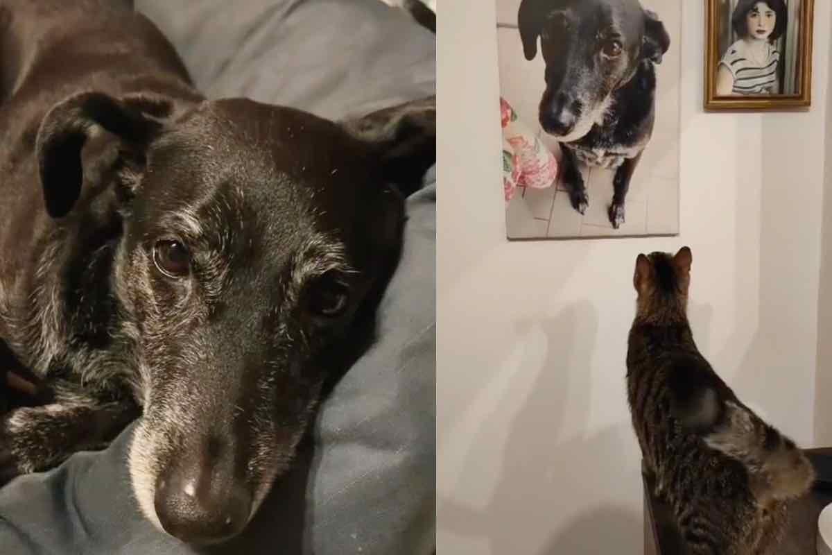 Quando la cagnolina Cleo è scomparsa ha lasciato un vuoto incolmabile nella vita di Groot. Groot è un gatto striato profondamente affettuoso, che trascorreva da anni le sue giornate in casa al fianco di Cleo. In una coppia di toccanti filmati condivisi da @asyacutrino su TikTok si evince la complicità tra Cleo e Groot prima della dipartita della cagnolina. Cleo aveva 11 ani quando è salita sul ponte arcobaleno e ora Groot ama ricordarla ogni giorno in questo modo. Groot è cresciuto in sua presenza: dopo la sua dipartita fa un gesto commovente per ricordarla Grazie alla pubblicazione di un primo filmato della coppia apparso sul profilo di @asyacutrino nei mesi scorsi si assiste a uno dei frequenti gesti di tenerezza di Groot nei confronti dell’anziana cagnolina Cloe. Gatto si avvicina alla fotografia della cagnolina Cloe dopo la dipartita La mancanza di Groot (TikTok asyacutrino – Amoreaquattrozampe.it) Groot accarezza la testa di Cloe come per rassicurarla. Per farle sentire la sua presenza. Nel frattempo Cloe, il cui manto è imbiancato, sembra essere sempre più stanca. Se vuoi saperne di più, leggi il nostro approfondimento sul tema>>> Dall’addio alla sorellina rivive sempre quella scena Il secondo filmato apparso su TikTok mostra, invece, Groot mentre contempla la fotografia di Cloe appesa sulla parete del soggiorno della sua abitazione. Cloe passerebbe di lì ogni giorno per parlare con lei, come se volesse – più che rivolgere un ultimo saluto – averla ancora lì al suo fianco. Groot sente la mancanza di Cloe e si avvicina al suo ritratto La struggente scena che mostra il gatto Groot salire sul tavolo del soggiorno, avvicinarsi al ritratto della cagnolina salita sul ponte arcobaleno e fare nuovamente le carezze sul volto raffigurato nel ritratto ha toccato il cuore di migliaia di utenti su TikTok che hanno espresso la loro solidarietà nei confronti del sofferente micio. Zampa del gatto striato sulla testa della cagnolina dal pelo nero Le carezze di Groot (TikTok asyacutrino – Amoreaquattrozampe.it) Le reazioni alla clip ricordano, per alcuni versi, la commozione che ha caratterizzato il primo incontro di una famiglia in lutto con Maju, un tenero cucciolo di bassotto. “Manca tanto anche a me“, si legge infine in didascalia alla pubblicazione. Nel mentre: dal suono originale della clip si evince come Cloe provi a interagire con la cagnolina come se volesse riportarla lì con lei.