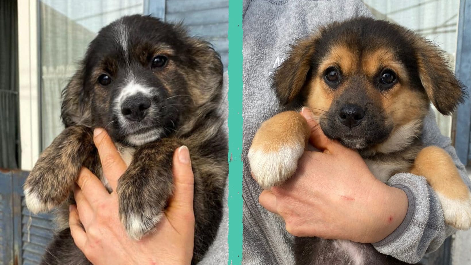 Alain e Totò, cuccioli abbandonati sotto la pioggia salvati da una scarpata: ora cercano una famiglia