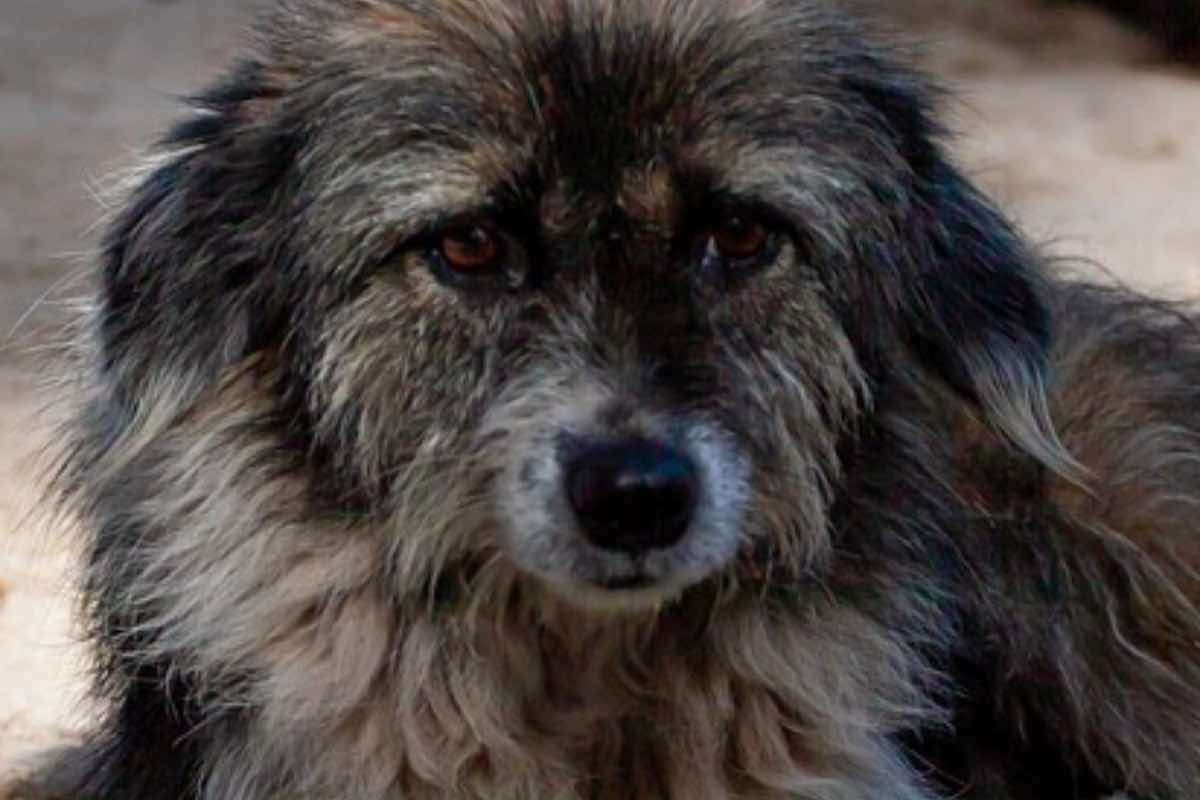 Scomparso per cinque anni, Max torna a casa: il cane ritrovato a pochi chilometri da dove era sparito