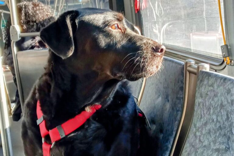 Seattle piange Eclipse, il Labrador nero divenuto simbolo della città per le sue corse autonome in autobus. Morta nel sonno a circa 10 anni.
