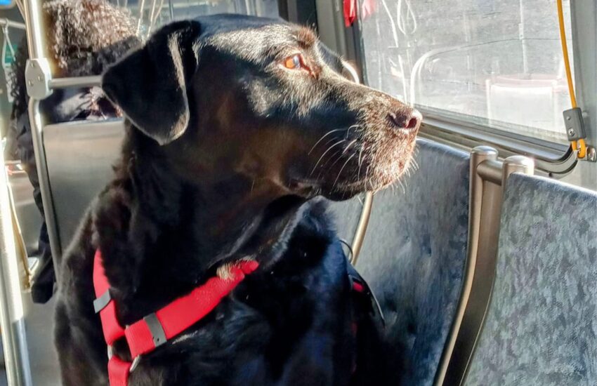 Seattle piange Eclipse, il Labrador nero divenuto simbolo della città per le sue corse autonome in autobus. Morta nel sonno a circa 10 anni.