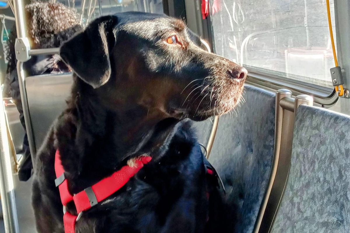 Seattle piange Eclipse, il Labrador nero divenuto simbolo della città per le sue corse autonome in autobus. Morta nel sonno a circa 10 anni.