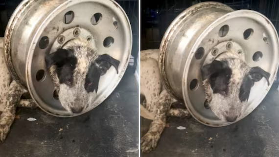Cagnolino randagio salvato con la testa incastrata in uno pneumatico, oggi Pickle ha una nuova famiglia