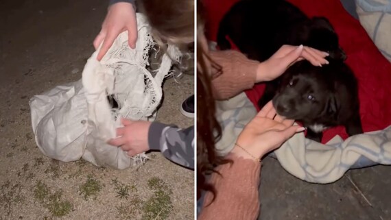 Cuccioli abbandonati, trovati in un sacco sulla spiaggia: “Avevano gli occhi pieni di terrore”