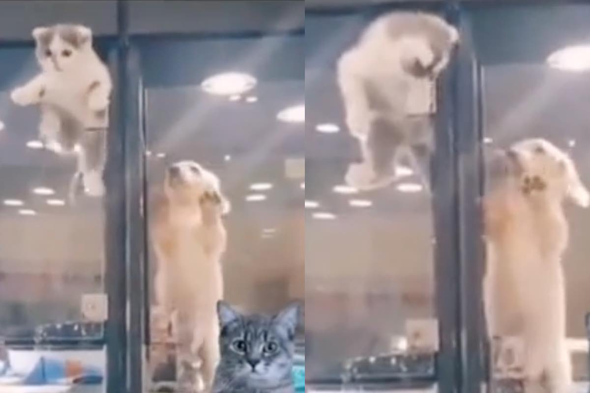 Cucciolo di gatto abbatte ogni barriera per stare con il suo amico cane: il video della loro reunion commuove il web