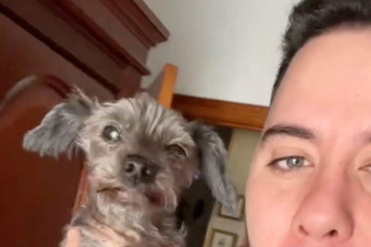 A un passo dall’eutanasia, si risveglia alla vita: il miracolo del cane “immortale” commuove TikTok
