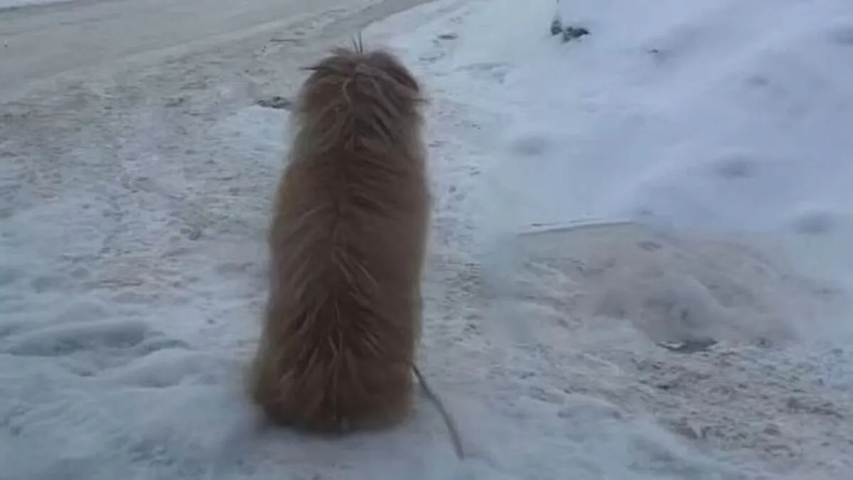 Pepi, la cagnolina abbandonata nella neve: 12 giorni di attesa, “Aspettava il ritorno di chi l’aveva tradita”