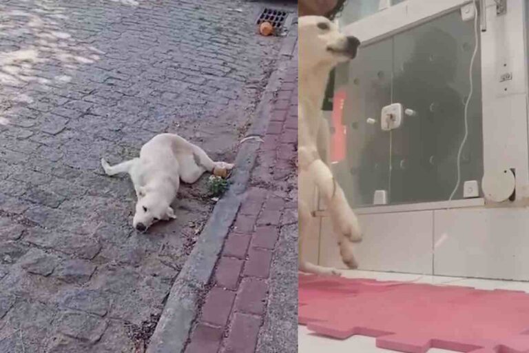 Salvato dalla strada, il Fido bianco non riusciva a reggersi in piedi. Grazie alla riabilitazione e alla sua forza, ha stupito tutti i veterinari.