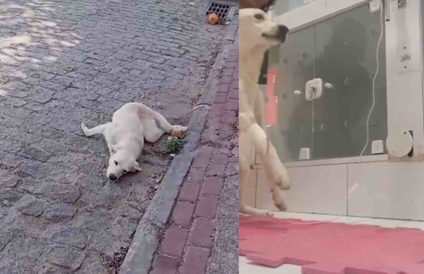 Salvato dalla strada, il Fido bianco non riusciva a reggersi in piedi. Grazie alla riabilitazione e alla sua forza, ha stupito tutti i veterinari.