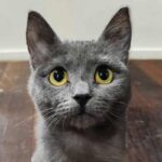 Branco, il gatto che ogni giorno scappa di casa per andare all’università