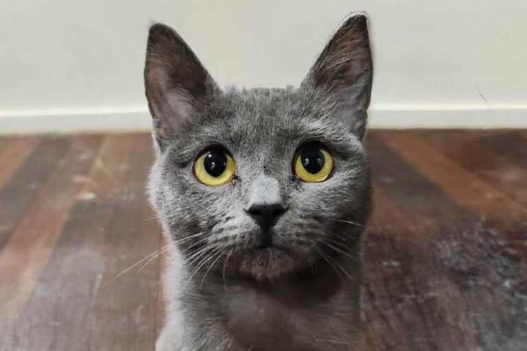 Salvato in condizioni critiche, Eden è rinato grazie alle cure ricevute. Da fragile sopravvissuto a gattino sicuro di sé: ora aspetta una famiglia.