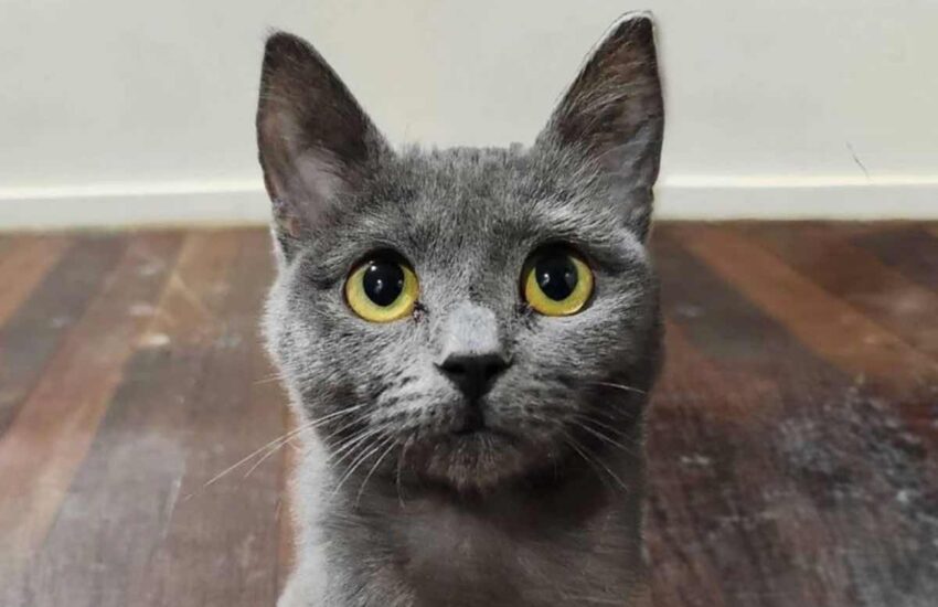 Salvato in condizioni critiche, Eden è rinato grazie alle cure ricevute. Da fragile sopravvissuto a gattino sicuro di sé: ora aspetta una famiglia.