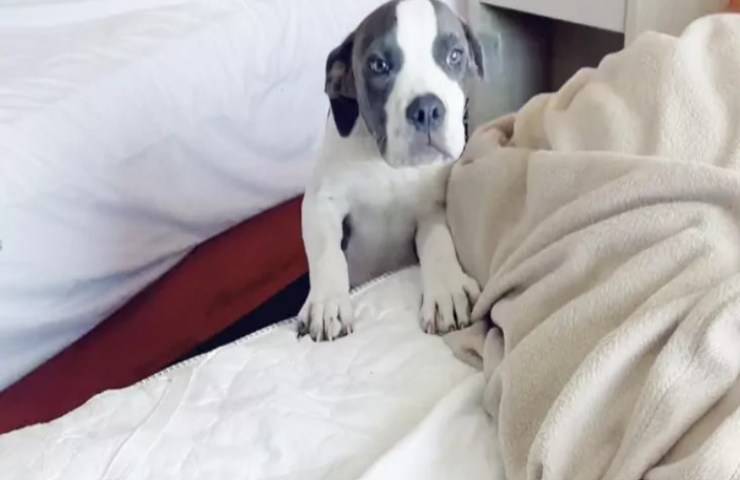 Portato in vacanza, poi abbandonato in un motel: pitbull trovato sotto il letto da una cameriera