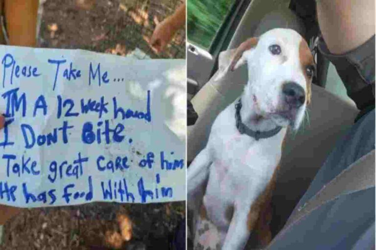 Un cucciolo di appena 12 settimane è stato trovato chiuso in una gabbia accanto a un parcheggio, con un sacchetto di cibo e un biglietto straziante. Ora è salvo.