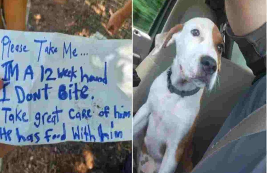 Un cucciolo di appena 12 settimane è stato trovato chiuso in una gabbia accanto a un parcheggio, con un sacchetto di cibo e un biglietto straziante. Ora è salvo.