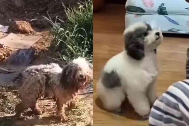 Abbandonato dopo un trasloco, un cane da pastore bergamasco è rimasto solo in una casa fatiscente. Salvato in extremis, oggi ha una nuova vita.