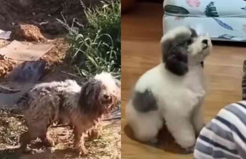 Abbandonato dopo un trasloco, un cane da pastore bergamasco è rimasto solo in una casa fatiscente. Salvato in extremis, oggi ha una nuova vita.