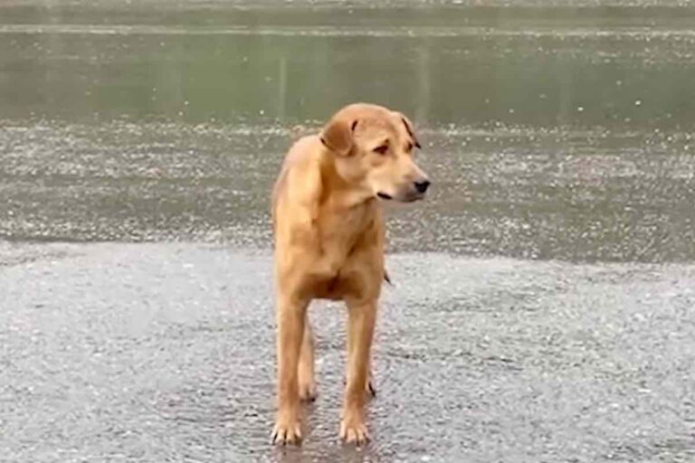 Disperso lungo una strada bagnata, un cane ha atteso per ore tra le auto in corsa finché, all’improvviso, è comparsa la persona che aspettava.