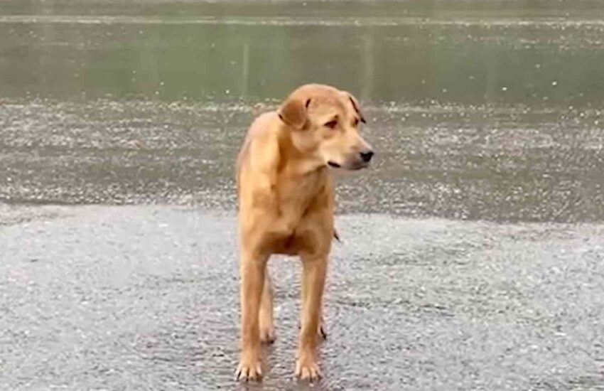 Disperso lungo una strada bagnata, un cane ha atteso per ore tra le auto in corsa finché, all’improvviso, è comparsa la persona che aspettava.