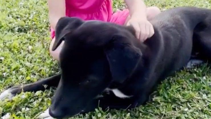 Trovati in condizioni disperate, Storm e la sua famiglia hanno cambiato destino grazie all’amore di chi ha scelto di non voltarsi dall’altra parte.