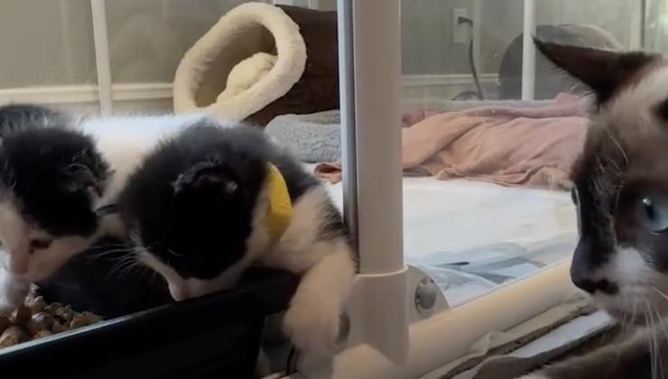 Stava per essere soppresso perché ferito, Walter oggi salva altri gattini: la rinascita del gatto con “l’aura da zio”