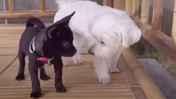 Abbandonato in un sacchetto tra i rifiuti del mercato: Pino, il cucciolo che ora ha una nuova vita
