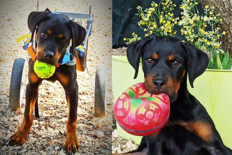 Una Rottweiler di 6 mesi, rimasta paralizzata, è stata salvata da un veterinario e oggi corre felice grazie a un carrellino. È in cerca di adozione.