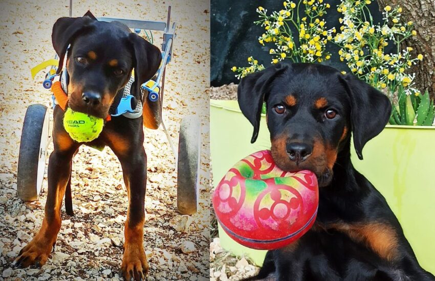 Una Rottweiler di 6 mesi, rimasta paralizzata, è stata salvata da un veterinario e oggi corre felice grazie a un carrellino. È in cerca di adozione.