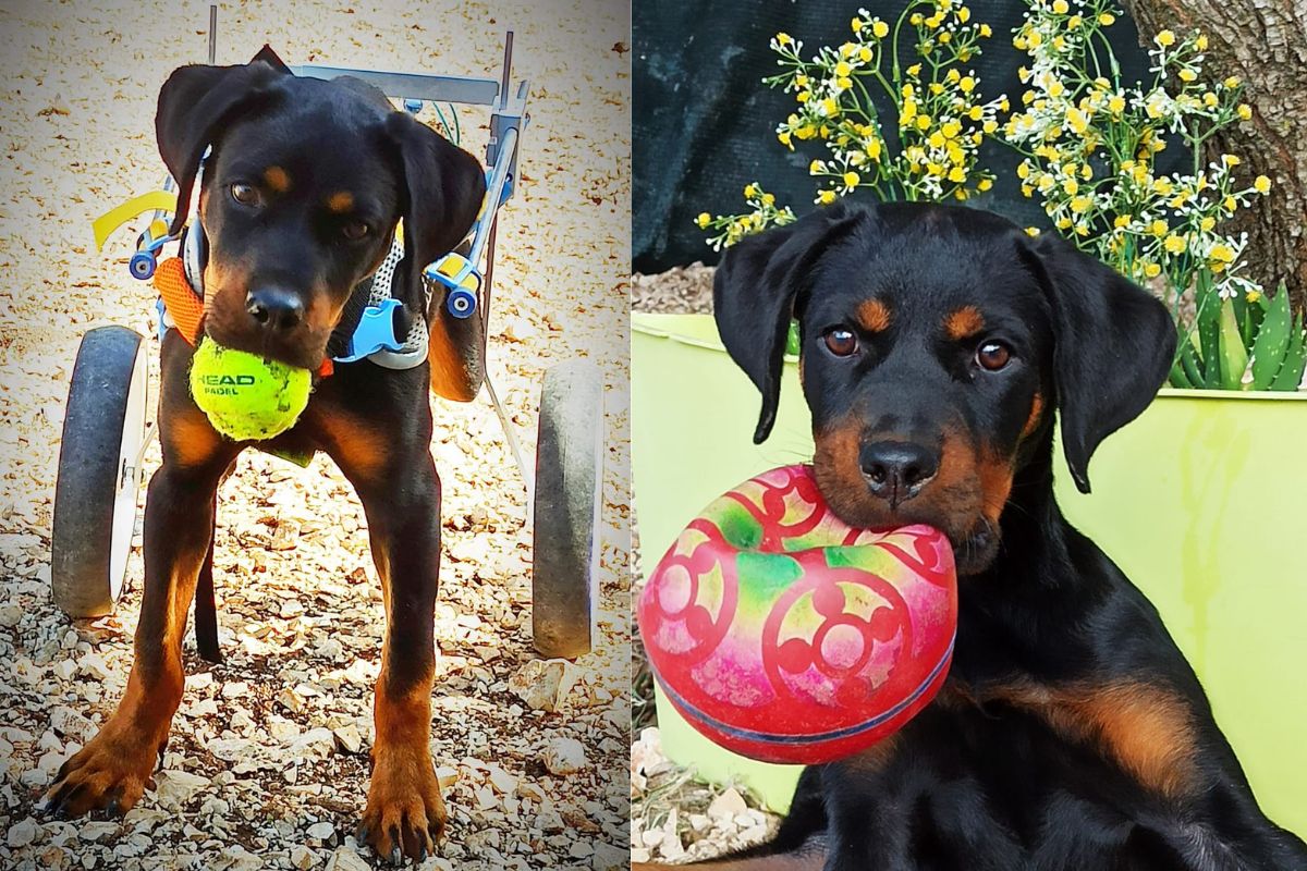 Una Rottweiler di 6 mesi, rimasta paralizzata, è stata salvata da un veterinario e oggi corre felice grazie a un carrellino. È in cerca di adozione.