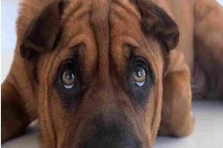 Salvato dalla strada e ignorato per anni, Ryder oggi è felice: ogni sera si addormenta avvolto in una coperta, amato come non mai.