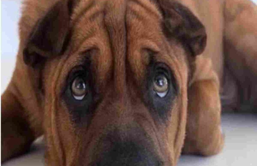 Salvato dalla strada e ignorato per anni, Ryder oggi è felice: ogni sera si addormenta avvolto in una coperta, amato come non mai.