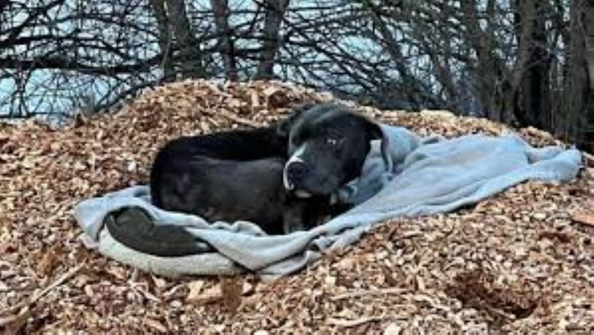 Cinque giorni nel bosco ad aspettare: il cane Raymond salvato dopo l’abbandono