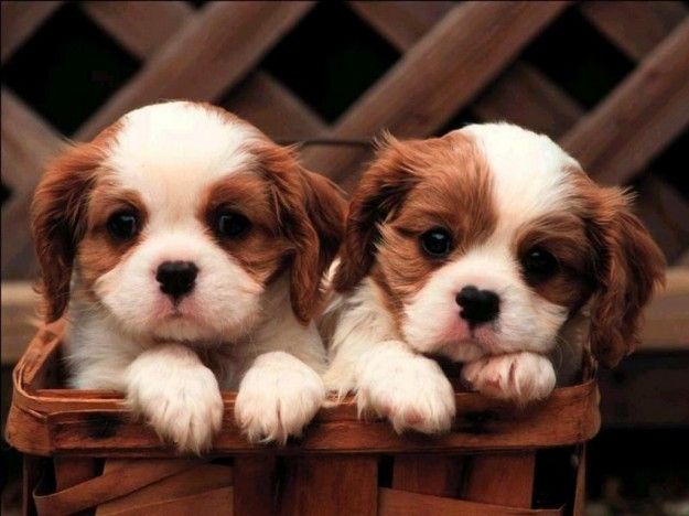 Non sai quando è nato il tuo cane? Ecco come scoprire la sua età con metodi infallibili