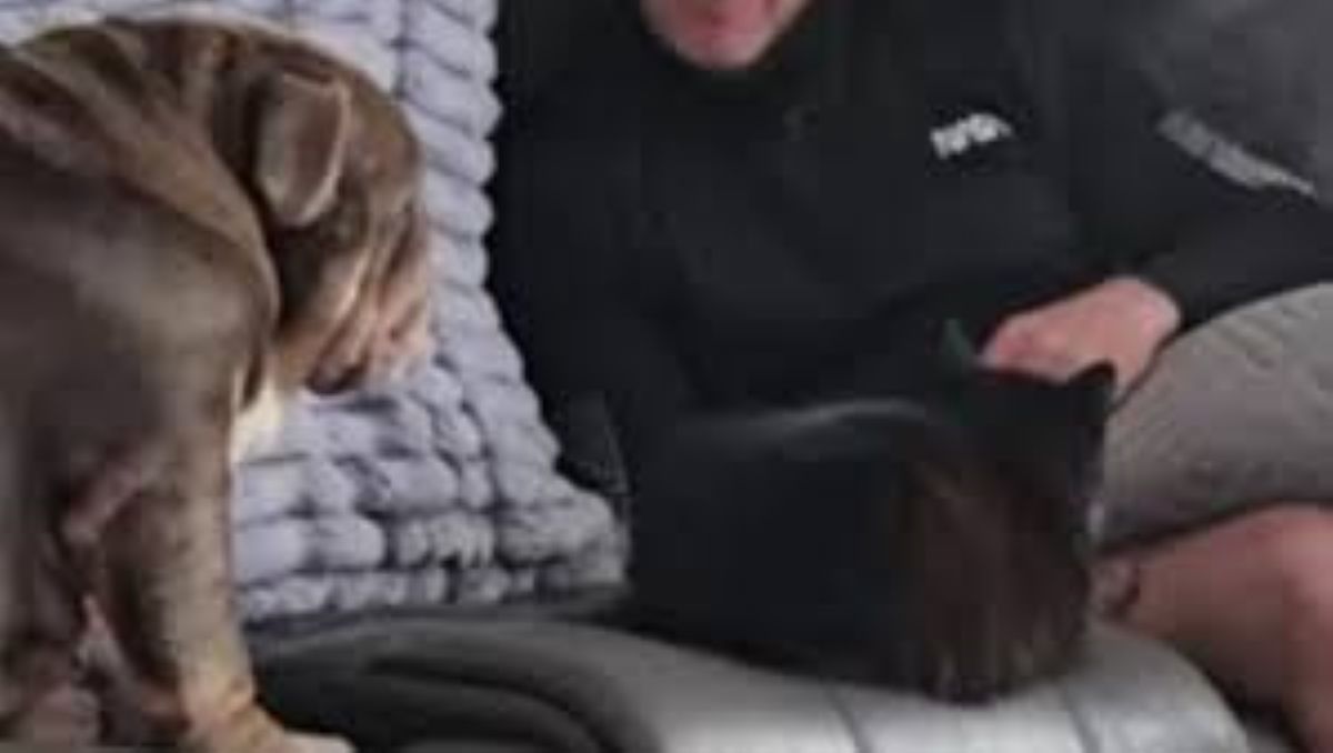 Il cane Betsy si arrende al gatto Gizmo: il video spopola online tra ironia e tenerezza