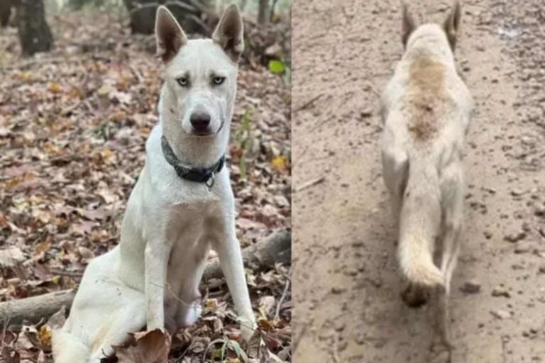 Affamata ma piena di fiducia, una dolce mamma cane ha portato due volontari tra i rovi per salvare la sua cucciolata nascosta. Ora sono tutti al sicuro.