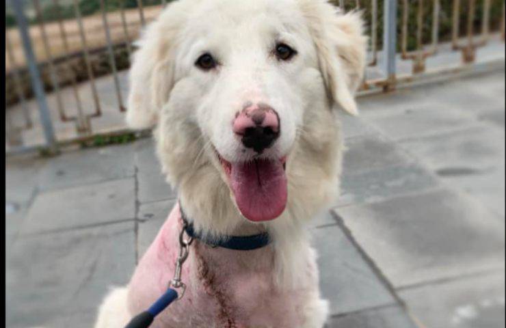 Lady, la cucciola investita e abbandonata, ora cerca casa: “Sono viva, voglio solo una famiglia”