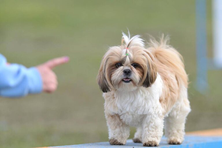 Punita per la sua esuberanza, una Shih Tzu è stata ceduta. Ora vive libera e felice grazie a chi ha saputo riconoscere il suo valore.