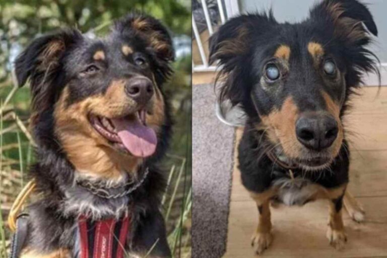 Dagli occhi di Shola, cane da salvataggio colpito da cecità, nasce un test che aiuterà a fermare l’atrofia retinica progressiva nei cani.