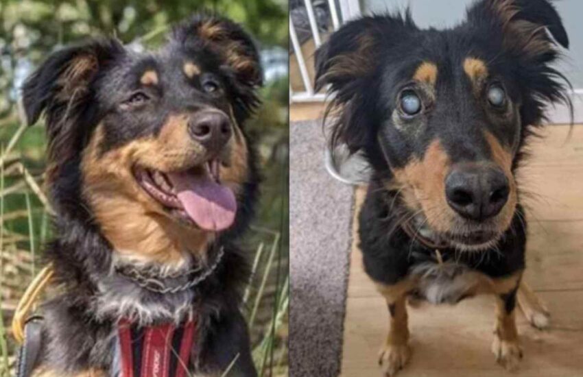 Dagli occhi di Shola, cane da salvataggio colpito da cecità, nasce un test che aiuterà a fermare l’atrofia retinica progressiva nei cani.