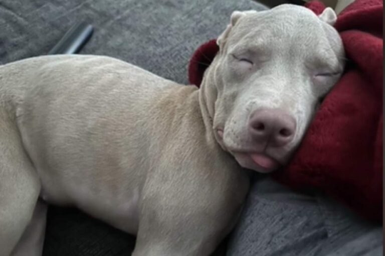 Respinto da 30 cliniche e senza una diagnosi certa, un cucciolo malato è stato salvato da una dottoressa che ha deciso di coprire ogni spesa.