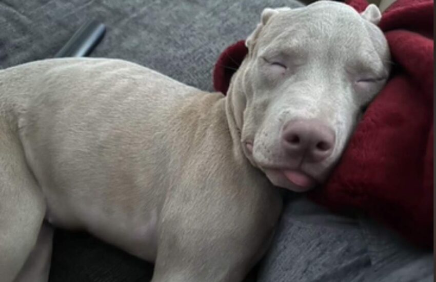 Respinto da 30 cliniche e senza una diagnosi certa, un cucciolo malato è stato salvato da una dottoressa che ha deciso di coprire ogni spesa.