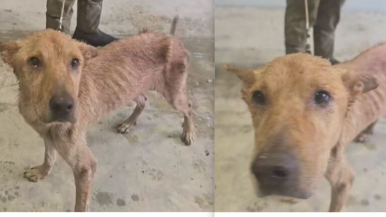 Denutrito, solo e senza acqua. Un cagnolino ha ritrovato la libertà dopo mesi di crudeltà. L’uomo che lo teneva prigioniero è stato arrestato.