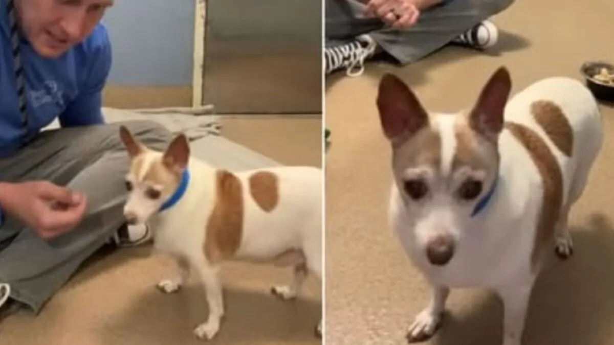 Trovato per strada e abbandonato di nuovo nonostante il microchip, oggi Chance ritrova la fiducia grazie a chi ha scelto di non arrendersi.